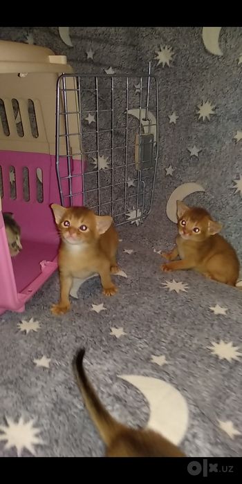Продаются котята
