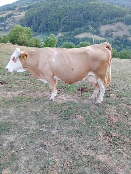 2 vaci cu lapte Cărpiniș Roșia Montană