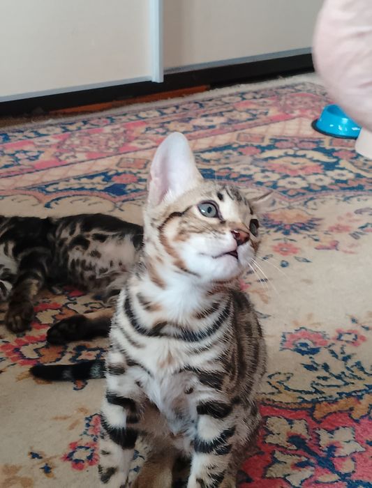 Бенгальские котята