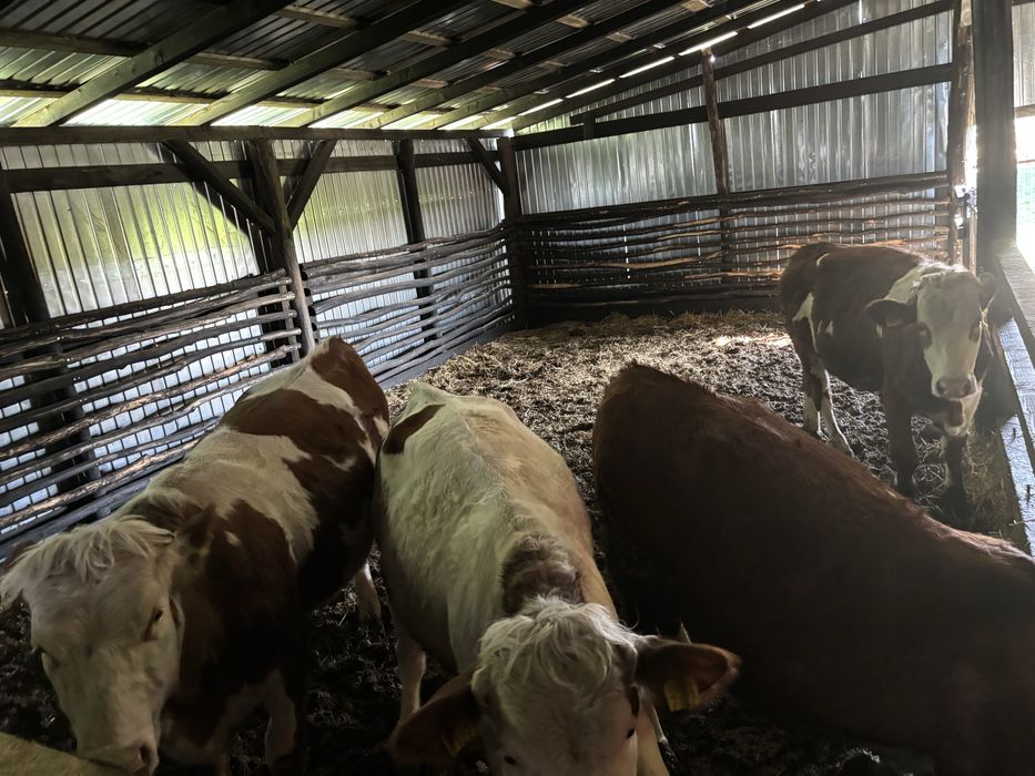 Vand 10 juninci si 1 taur