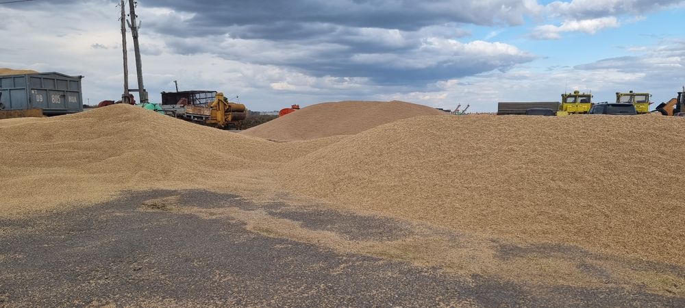 Продам  Ячмень Урожай 2025