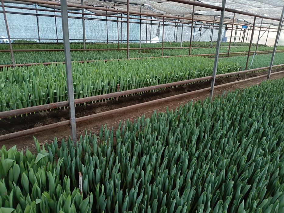 Голландские Тюльпаны, предзаказ!