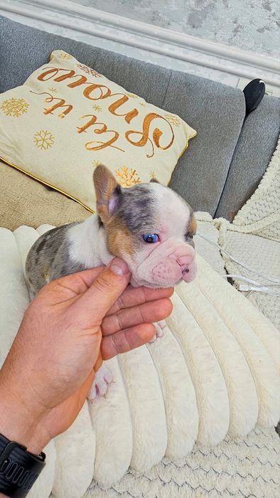 Bulldog francez 4 culori