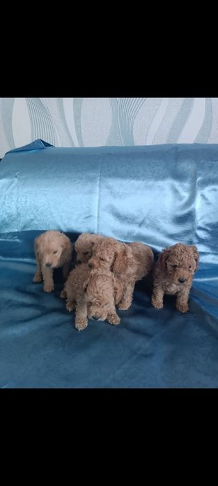 Той пуделята щенки