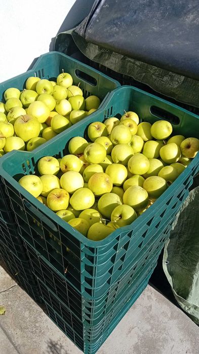 Vând mere calitate superioara