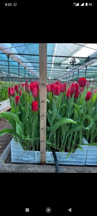 Тюльпан Алматы в оптовом цене