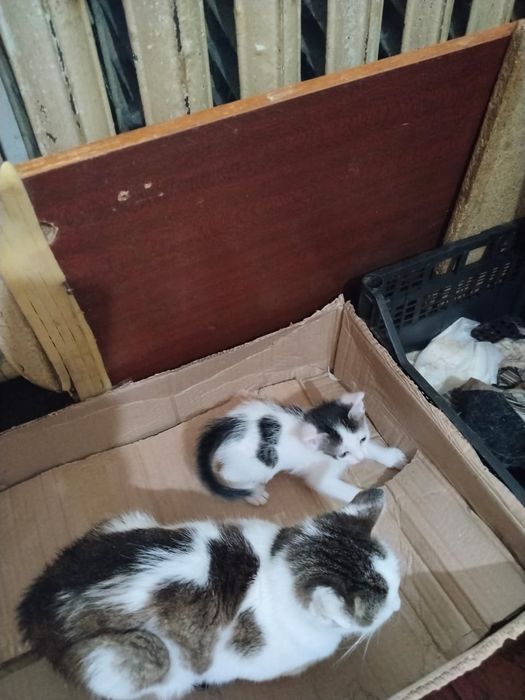 Котята отдам даром