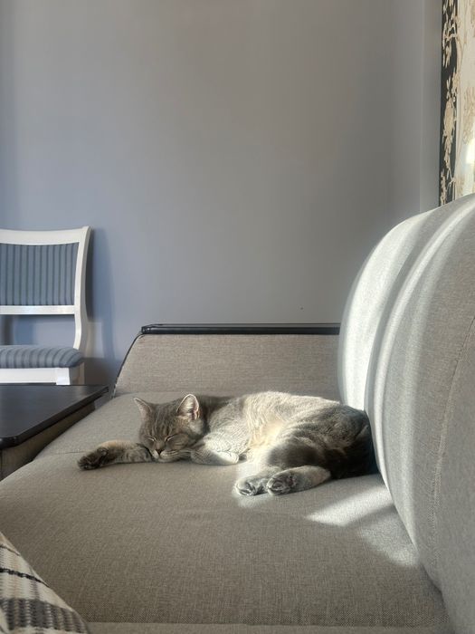 Кошка, милая и ласковая