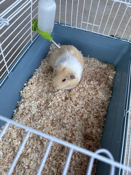 Un scump porcusor de guineea