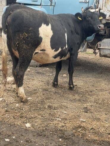 Продаются Коровы.