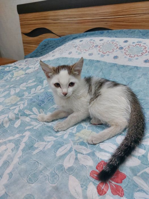 Отдам котенка бесплатно