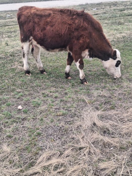 Коровы с телятами