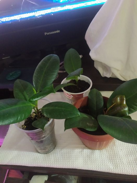 Продаются каучуконосные фикусы