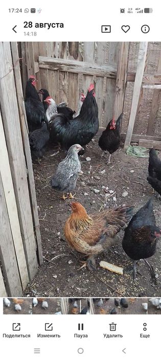 Продам кур петухов