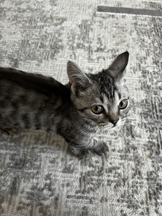 Кот, отдам в доброын руки