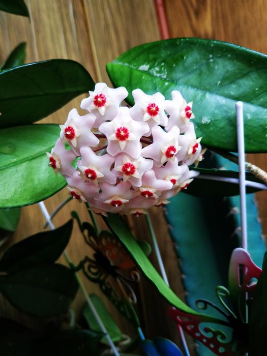 Комнатный цветок- "Хойя"