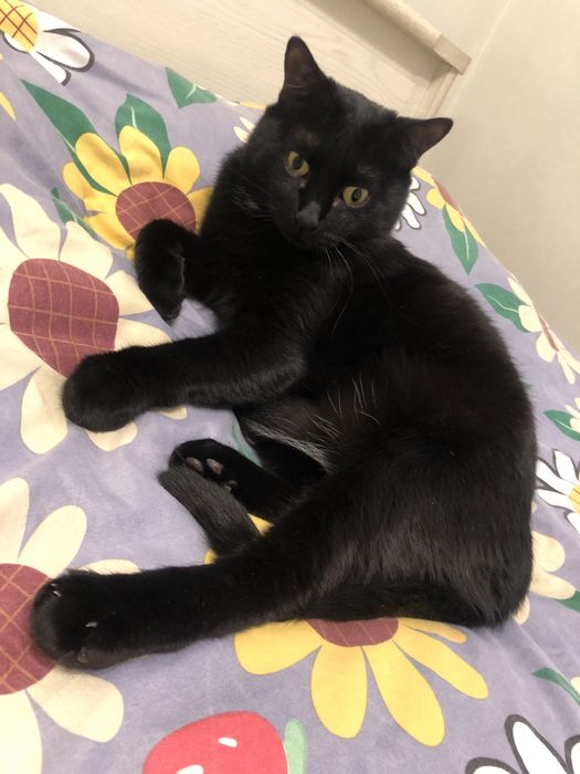 Отдам в хорошие руки