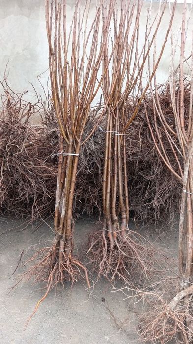 Арча ,мевали ва манзарали кучатлар.саженци ёлки и фруктовые