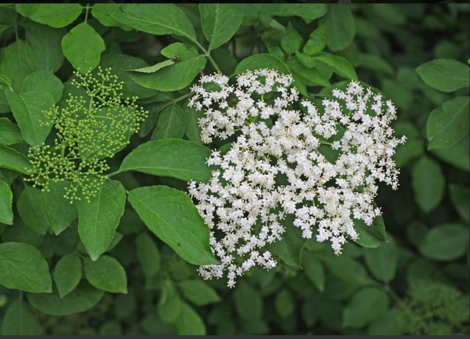 Butași / puiet Soc Sambucus Nigra