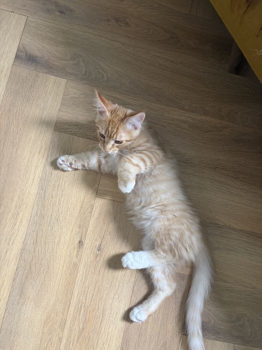 Котенок Мейн-кун мальчик
