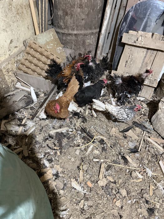 Сибраит и кудрявий