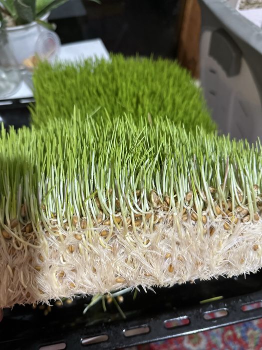 Gidroponika undurilgan bugdoy zakazga