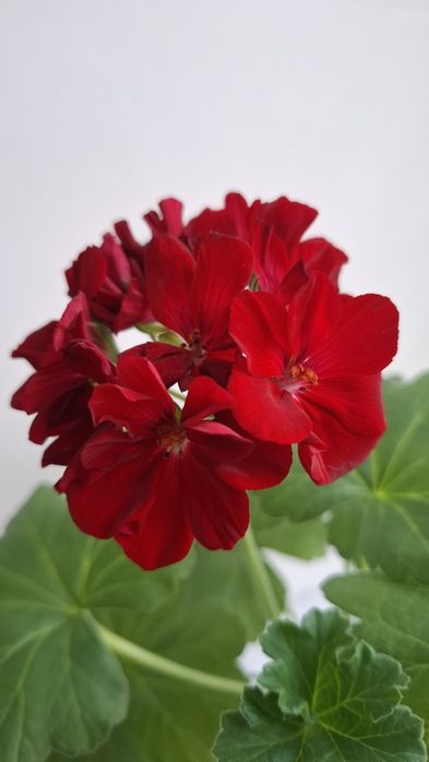 Молодая цветущая герань