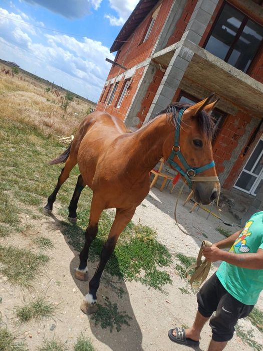 Vând mânză de un an și cinci luni