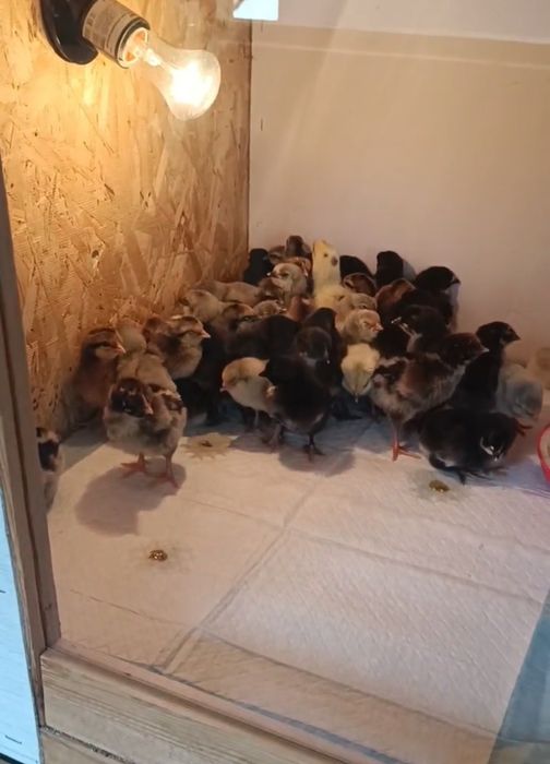Продам Цыплят. Цены разные..