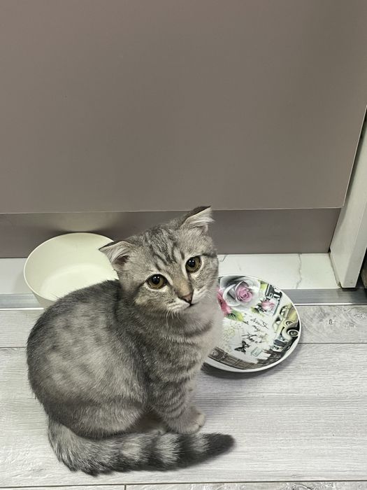 Котик в добрые руки