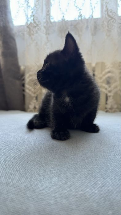 Отдам котят в добрые  руки! В дар!