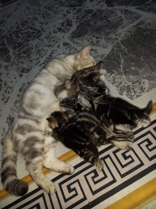 Продам котят скоттиш-страйд