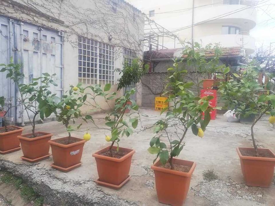 Лимони. Лимонови дръвчета - собствено производство