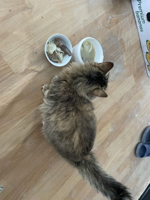 Отдам в добрые руки!