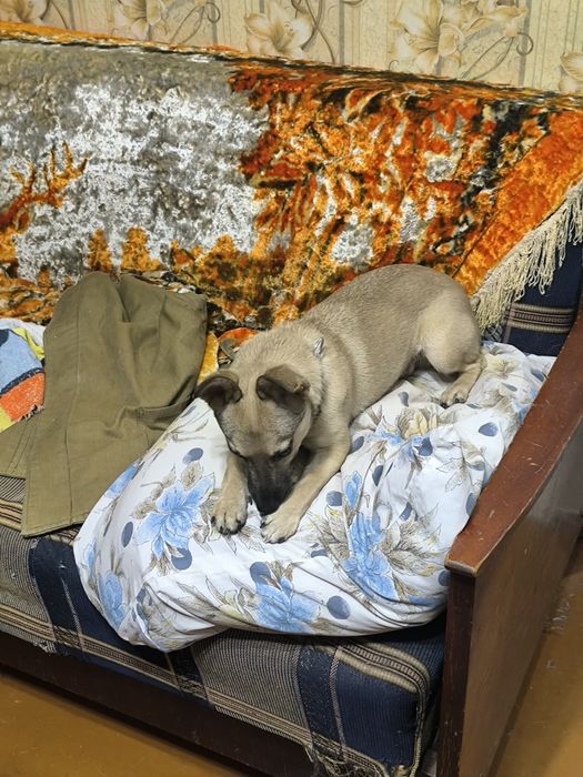 Щенок 6 месяцов ,