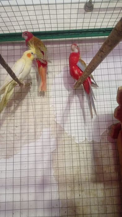 Золотая рыбка продаёт гранатовые разеллы