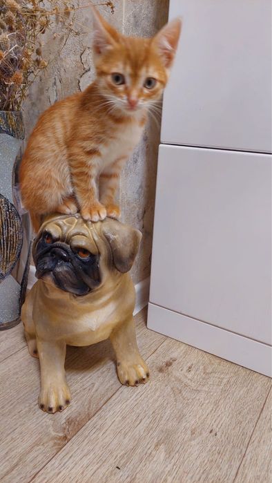 Котята девочки в добрые руки