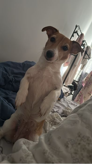 Зоогостиница передержка