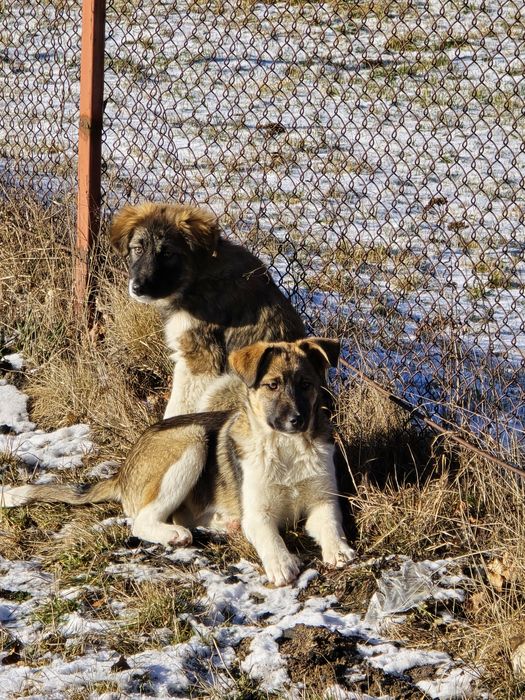 NOU Căței pentru adopție –nascuti la munte, caută familie