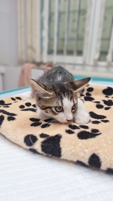Adopție pui pisoi două luni