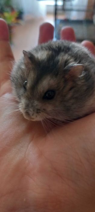 Vând hamster pitic mascul
