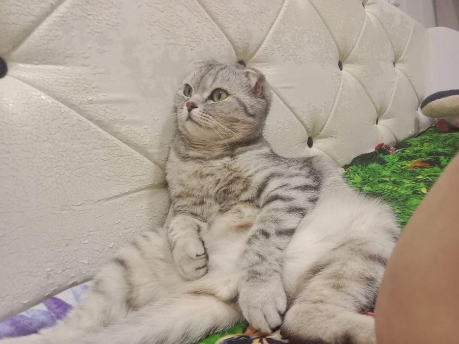 Отдам кота Шотландский вислоухии за символическую сумму