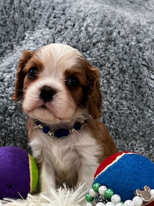 Щеночки кавалер кинг чарльз спаниель