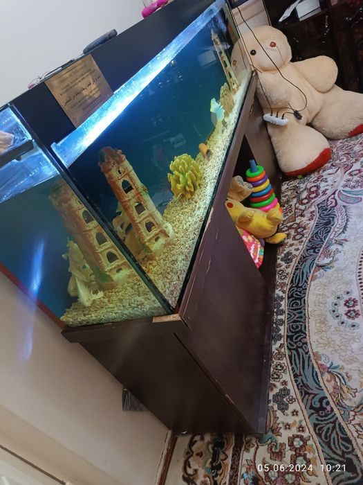 Akvarium sastayana yaxwi