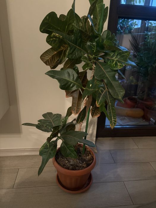 Кротон-много красив