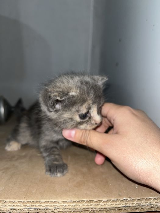 Котята, шотландская порода