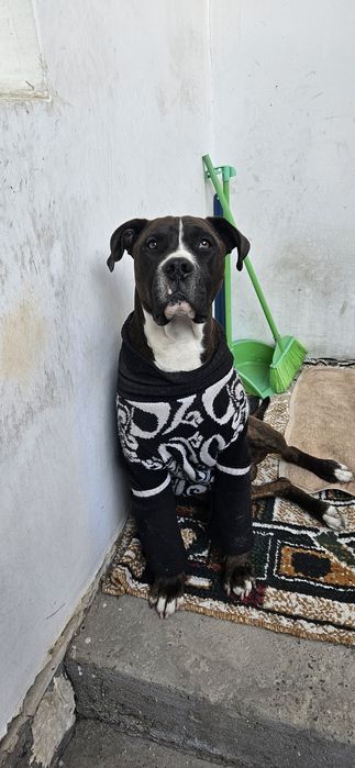 Продаются питбуль.