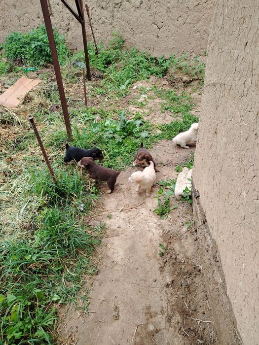 Щенки дарю кому надо