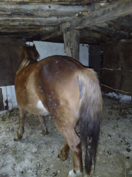 Продам кобылы 5 лет жеребая