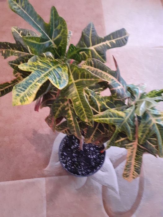 Цветы для офиса в горшках.Разных размеров нужно смотреть.